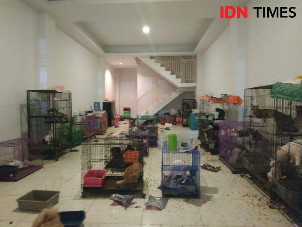 Kondisi ruko di Surabaya yang dipenuhi dengan kucing, Senin (23/5/2022). (IDN Times /Khusnul Hasana)