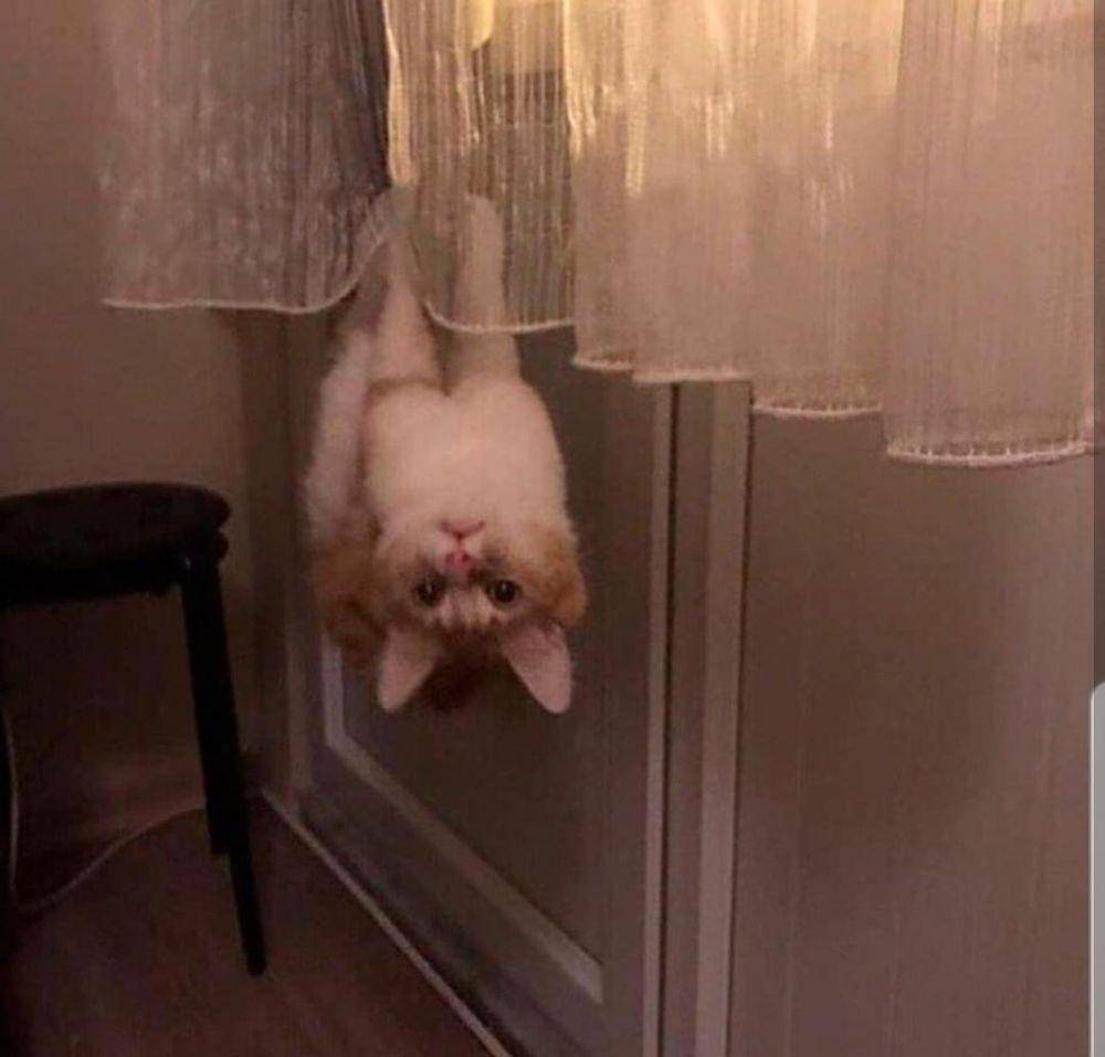 potret kucing barbar (twitter.com/mischiefanimals)