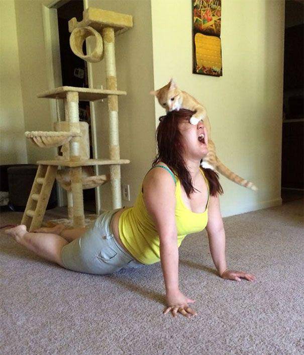 potret kucing barbar (twitter.com/mischiefanimals)