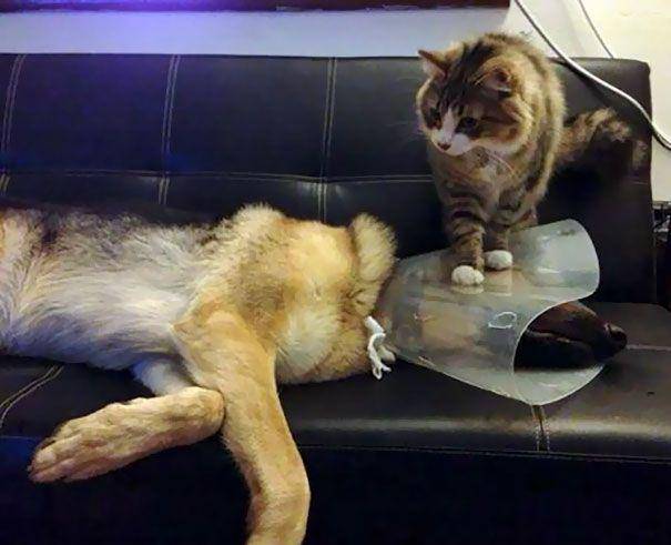 potret kucing barbar (twitter.com/mischiefanimals)