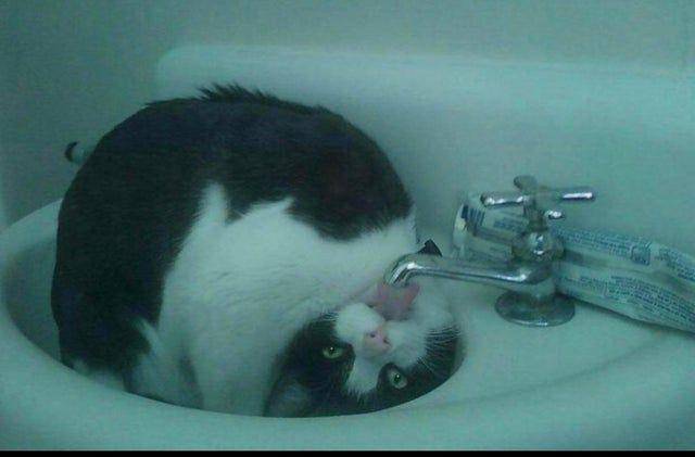 potret kucing barbar (twitter.com/mischiefanimals)