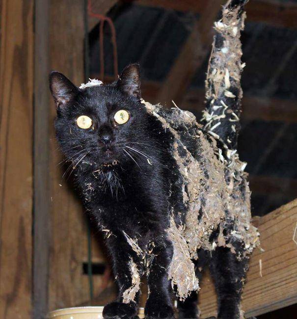 potret kucing barbar (twitter.com/mischiefanimals)