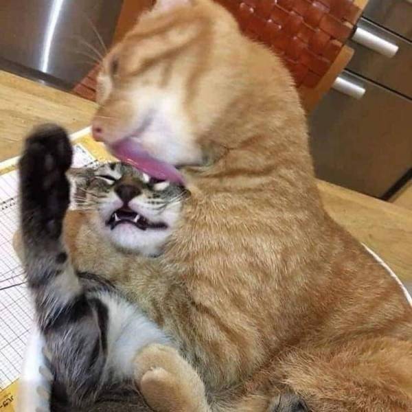 potret kucing barbar (twitter.com/mischiefanimals)