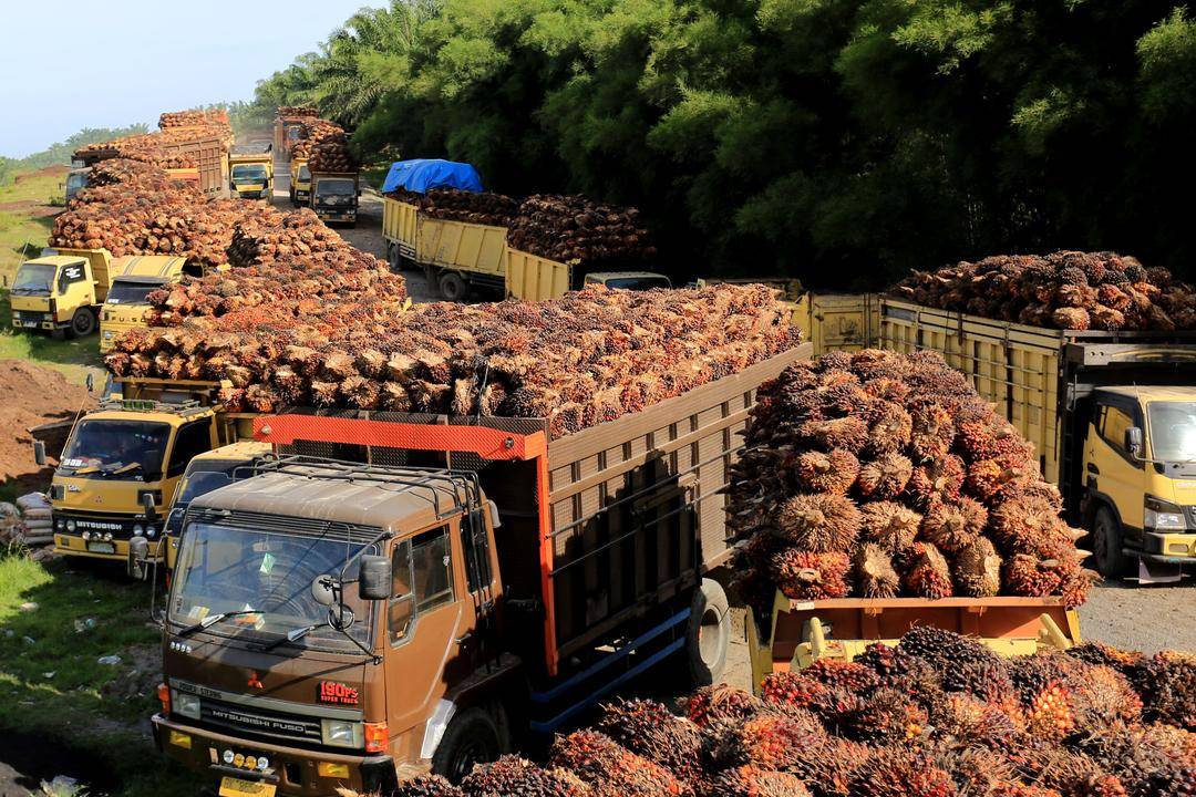 Sejumlah truk pengangkut Tanda Buah Segar (TBS) kelapa sawit mengantre untuk pembongkaran di salah satu pabrik minyak kelapa sawit milik PT.Karya Tanah Subur (KTS) Desa Padang Sikabu, Kaway XVI, Aceh Barat, Aceh, Selasa (17/5/2022). ANTARA FOTO/Syifa Yuli