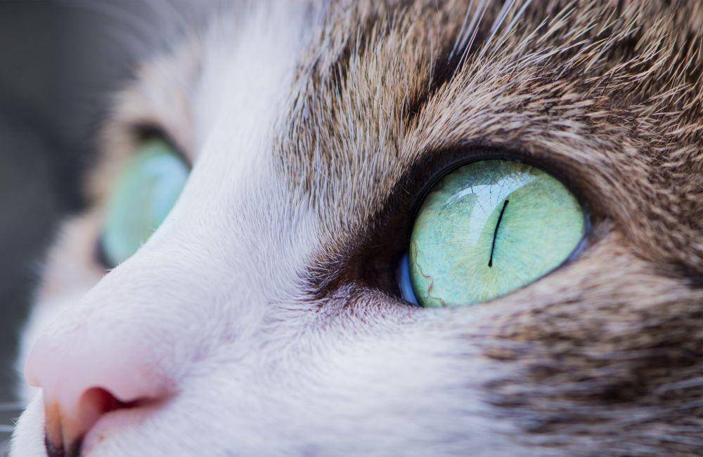 ilustrasi mata kucing (unsplash.com/Antonio Lapa)