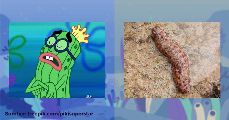 karakter Kevin si Ketimun Laut dan ilustrasi teripang (dok. Nickelodeon/SpongeBob SquarePants | unsplash.com/Rodrigo Curi)