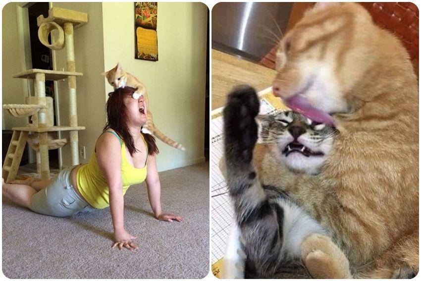 kolase foto kucing barbar (twitter.com/mischiefanimals)