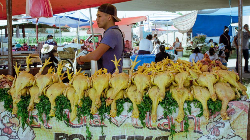 Filipina Larang Impor Produk Unggas dari Australia karena Flu Burung