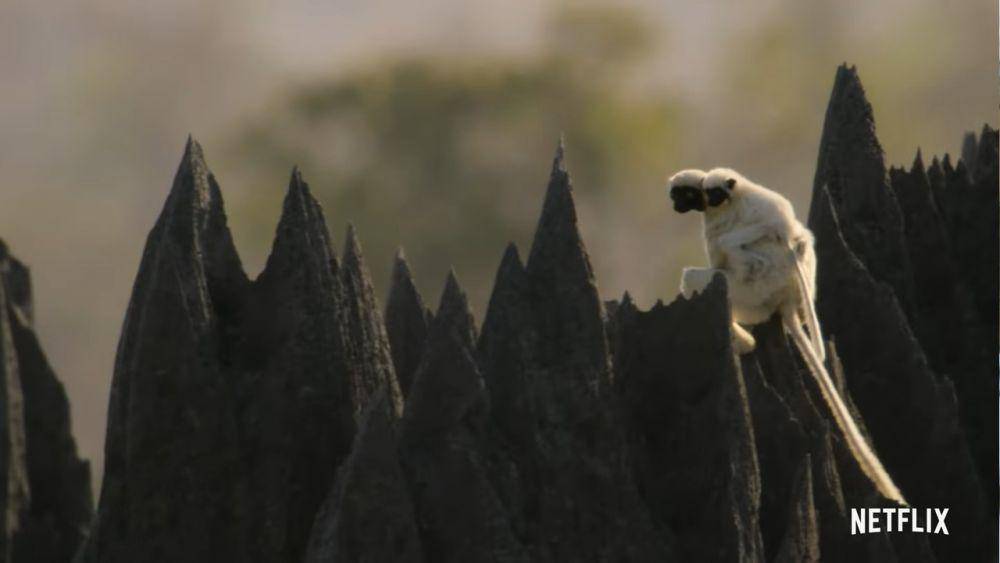 Sifaka Decken (dok. Netflix/Our Great National Parks)