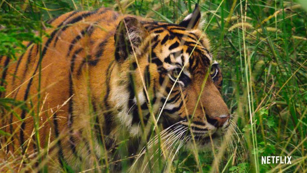 Harimau Sumatra (dok. Netflix/Our Great National Parks)