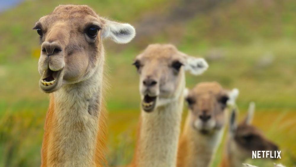 5 Fakta Unik Our Great National Parks