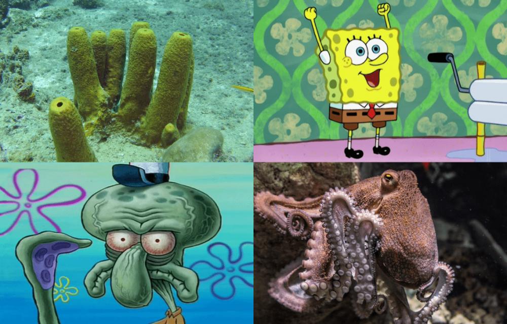 15 Inspirasi Hewan Nyata dari Karakter SpongeBob SquarePants