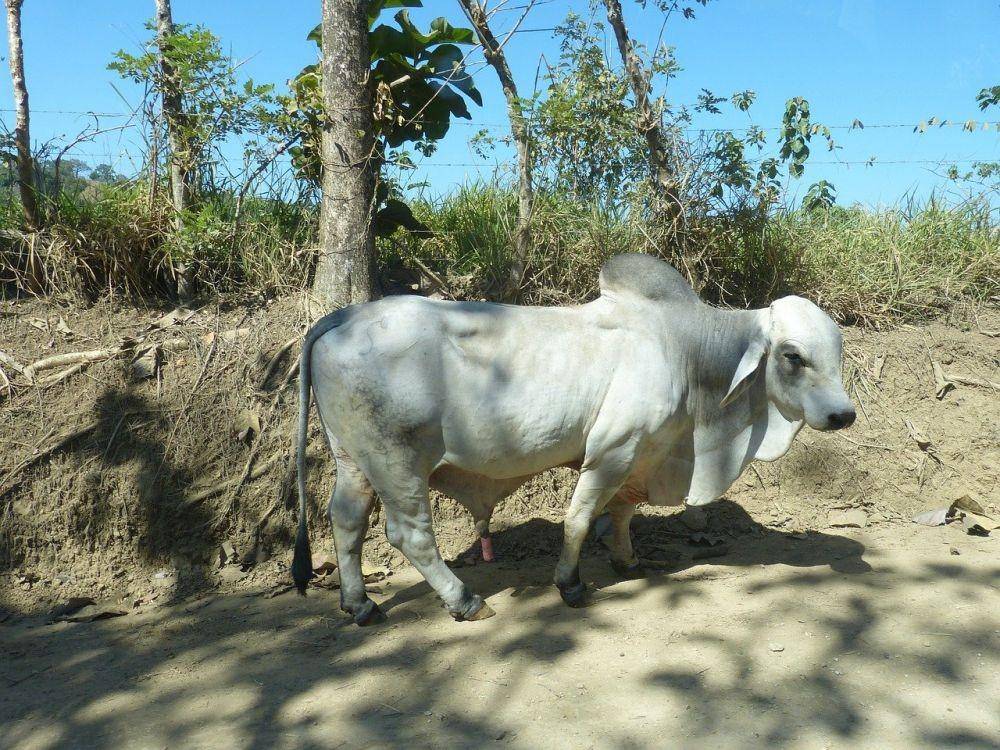 ilustrasi zebu (pixabay.com/falco)