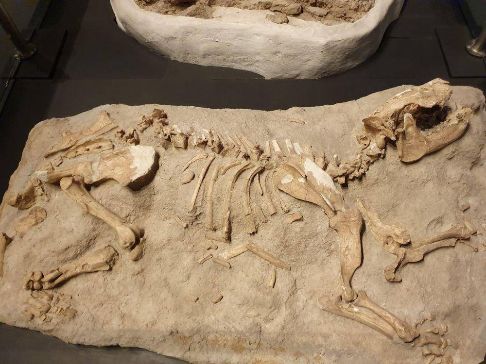 fosil spesies hewan purba yang pernah mendiami wilayah Amerika Selatan (wikimedia.org/Simon J. Tonge)