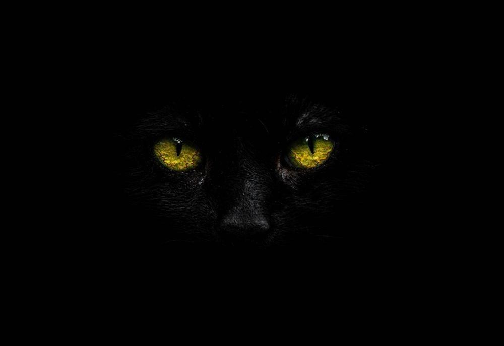 ilustrasi mata kucing dalam kegelapan (unsplash.com/Akin Cakiner)