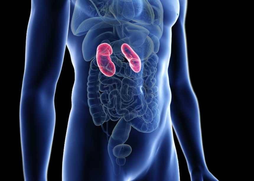 ilustrasi organ ginjal (renalandurologynews.com)