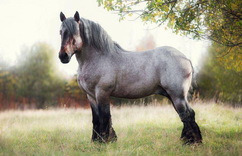 Belgian Horse (fekoskan.coop)