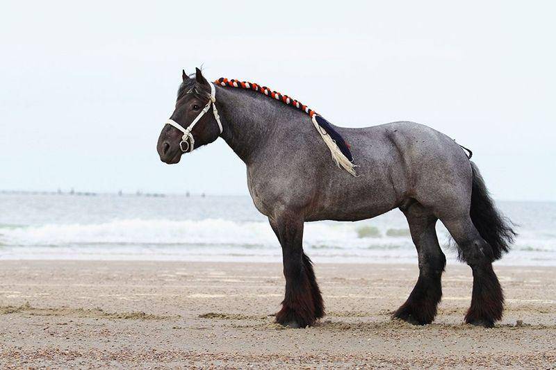 Dutch draft (petkeen.com)