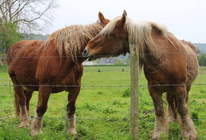 Percheron (thesprucepets.com)