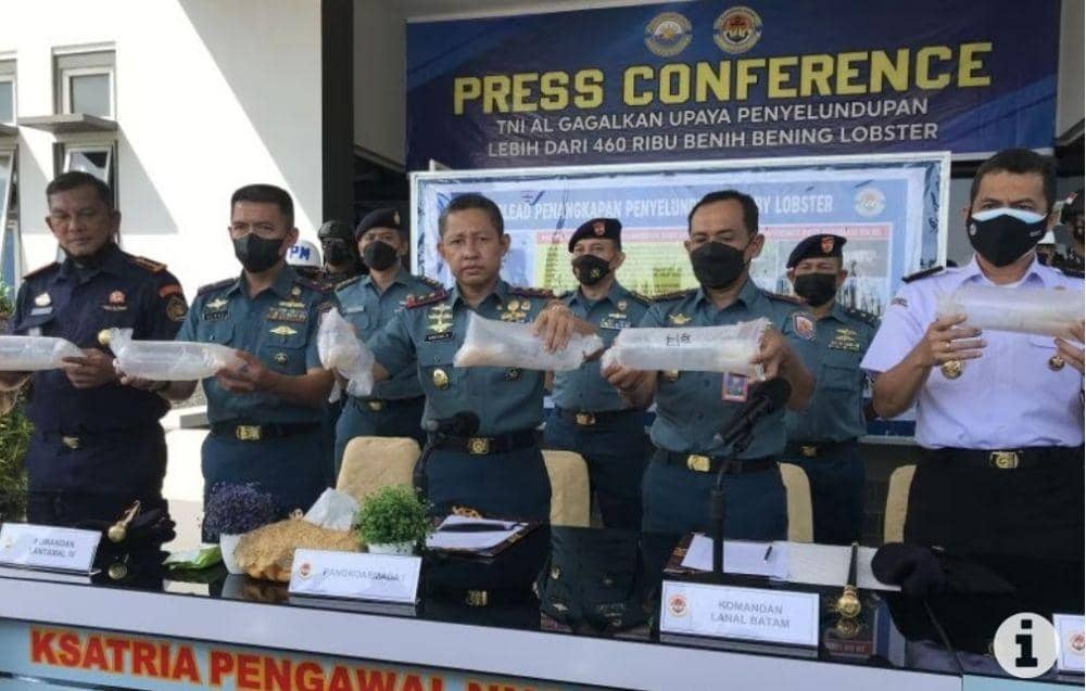 TNI AL Gagalkan Penyelundupan Benih Lobster Senilai Rp46,7 Miliar