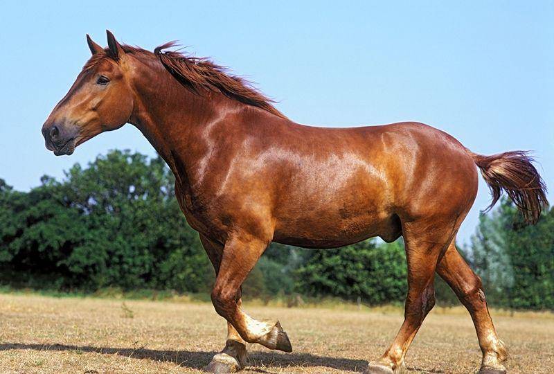 Suffolk punch (telegraph.co.uk)