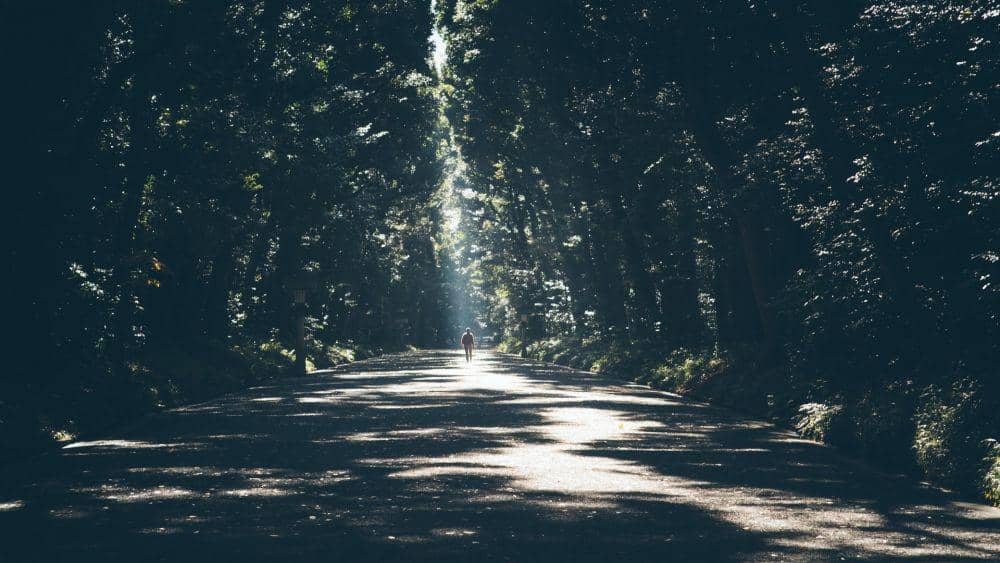 ilustrasi taman, hutan, ruang hijau (unsplash.com/freddie marriage)
