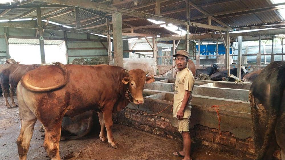 Ratusan sapi di Kabupaten Tuban terjangkit virus PMK. IDN Times/Imron