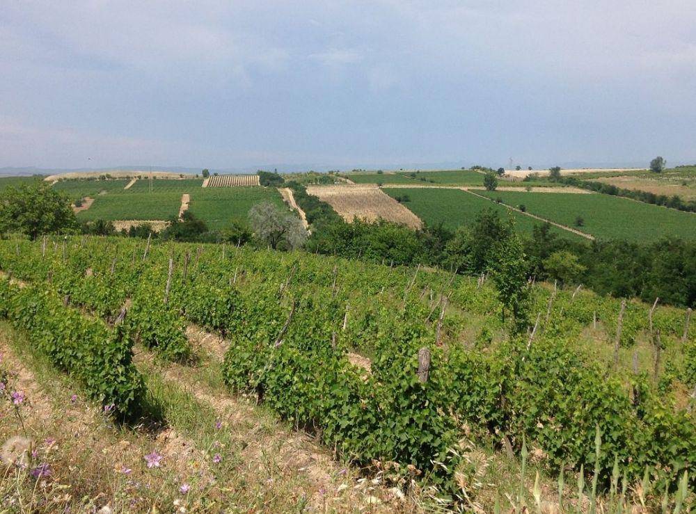 Tikves Wine Region (instagram.com/riki_vinogradski)
