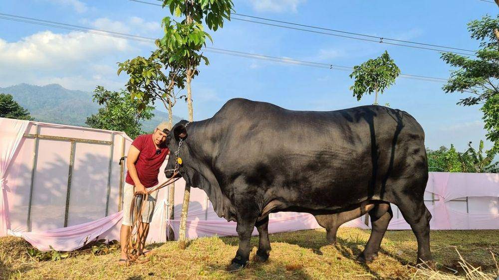 potret jenis sapi brangus (instagram.com/irfanhakim75)