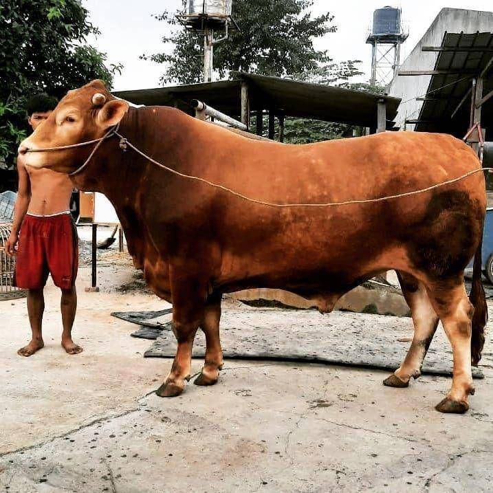 potret jenis sapi limousin (instagram.com/limousin.id)