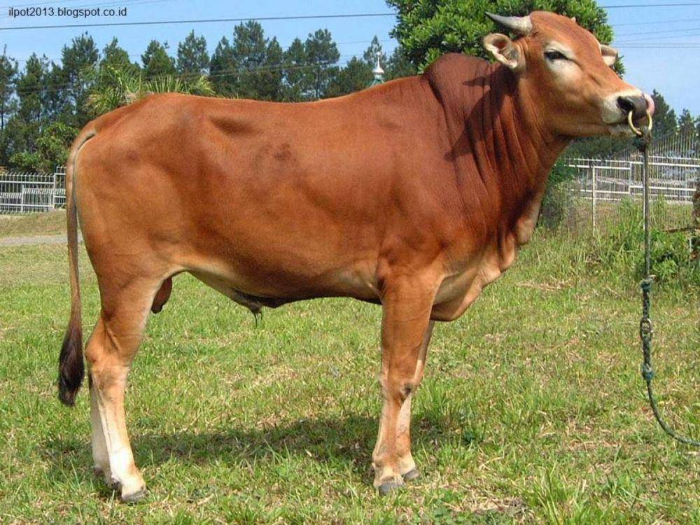 potret jenis sapi madura (duniasapi.com)