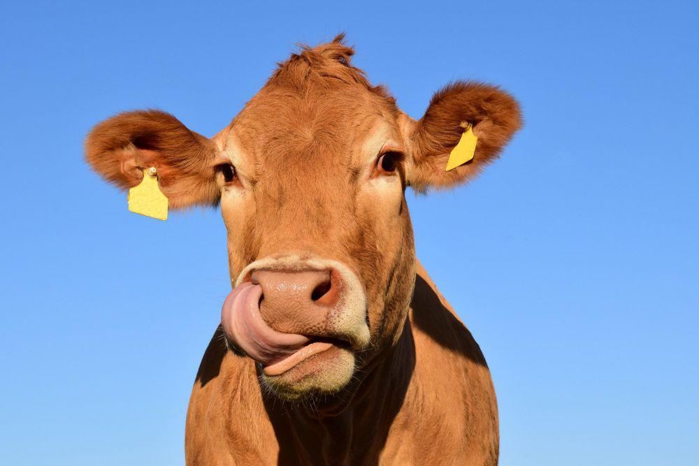 7 Jenis Sapi ini Punya Daging Berkualitas, Cocok Buat Kurban