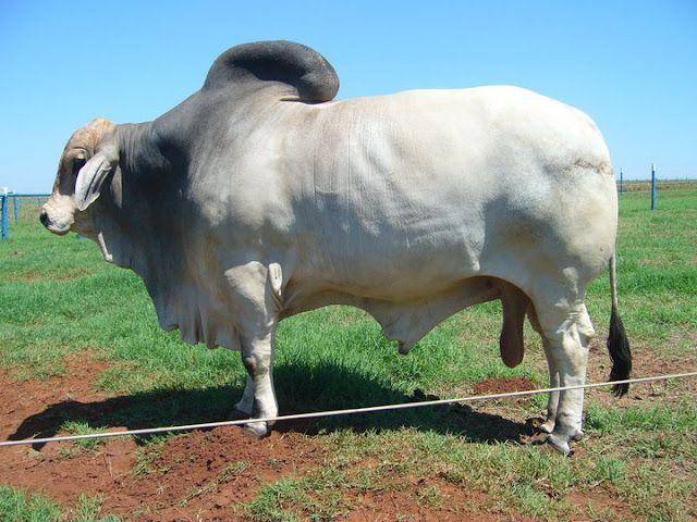 potret jenis sapi brahman (ternakpertama.com)