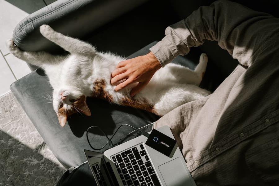 6 Cara Berkomunikasi dengan Kucing, Pahami Maksud Anabul