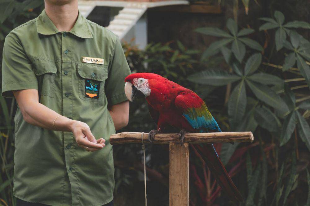 ilustrasi bermain bersama burung (pexels.com/Ragga Muffin)
