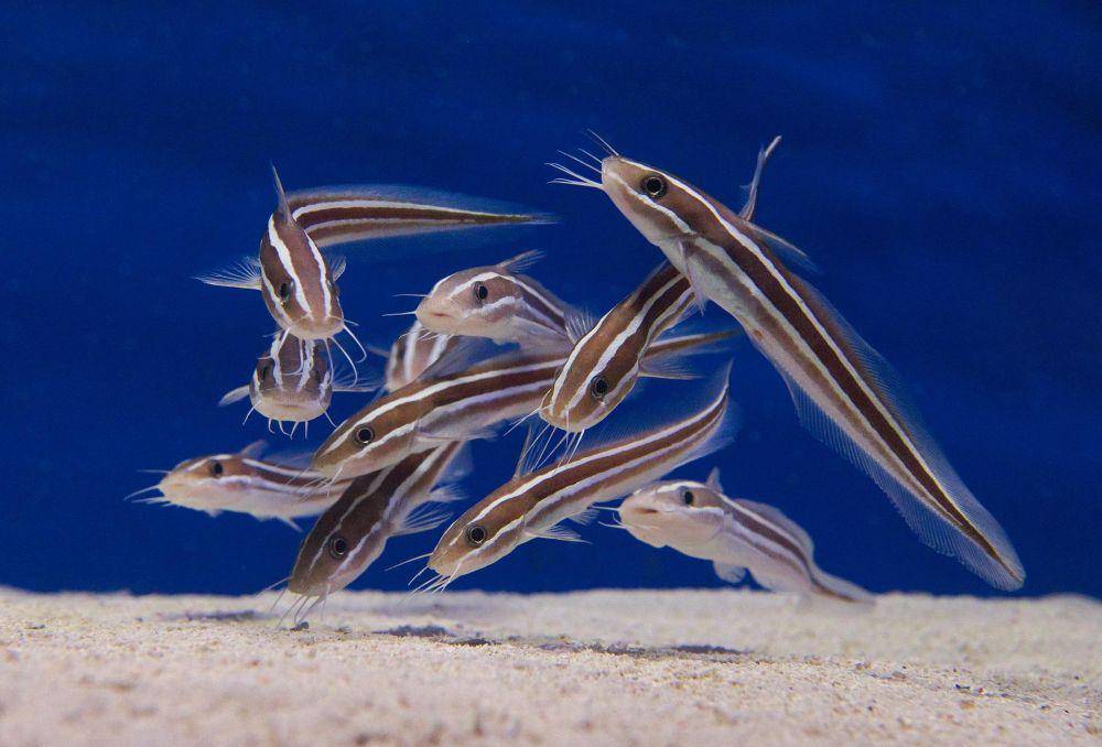 anakan sembilang karang (pixabay.com/TitusStaunton)