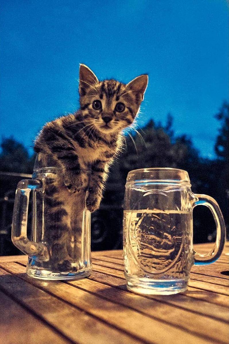 Kucing dalam gelas kaca (instagram.com/alexiskarnoutsos)