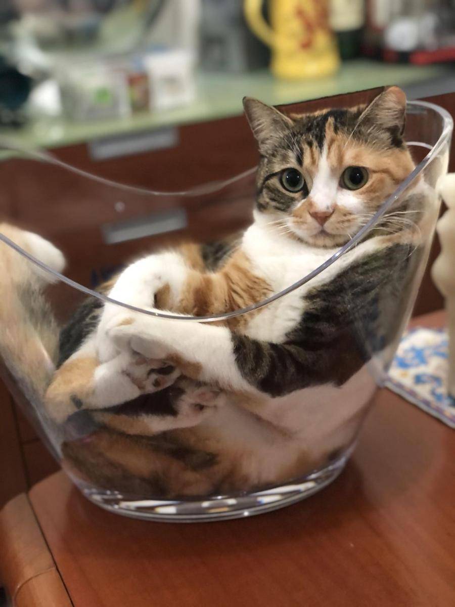 Kucing dalam wadah kaca (via reddit.com/user/90sloveclove)