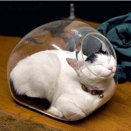 Kucing dalam wadah kaca (via reddit.com/user/thedistressedfixing)