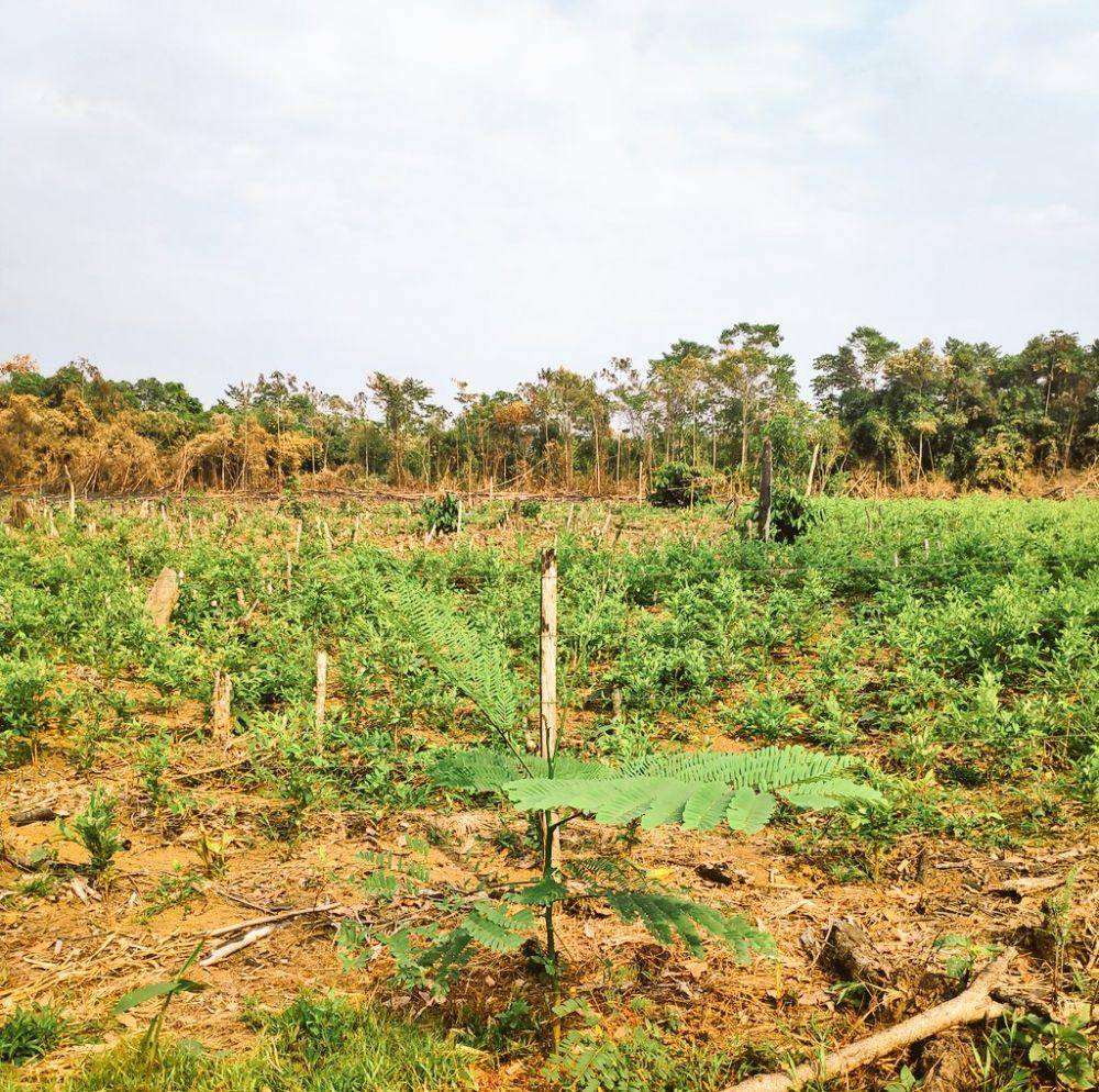 tanaman coca di tengah hutan Amazon yang terbakar (twitter.com/Pablo_Yglesias)