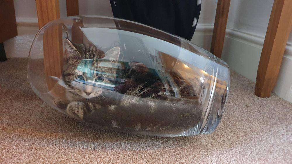 Kucing dalam wadah kaca (via reddit.com/user/Xanderwho)