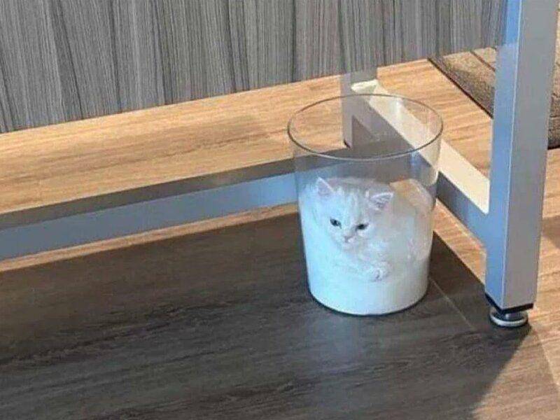Kucing dalam wadah kaca (via twitter.com/WholesomeMeme)