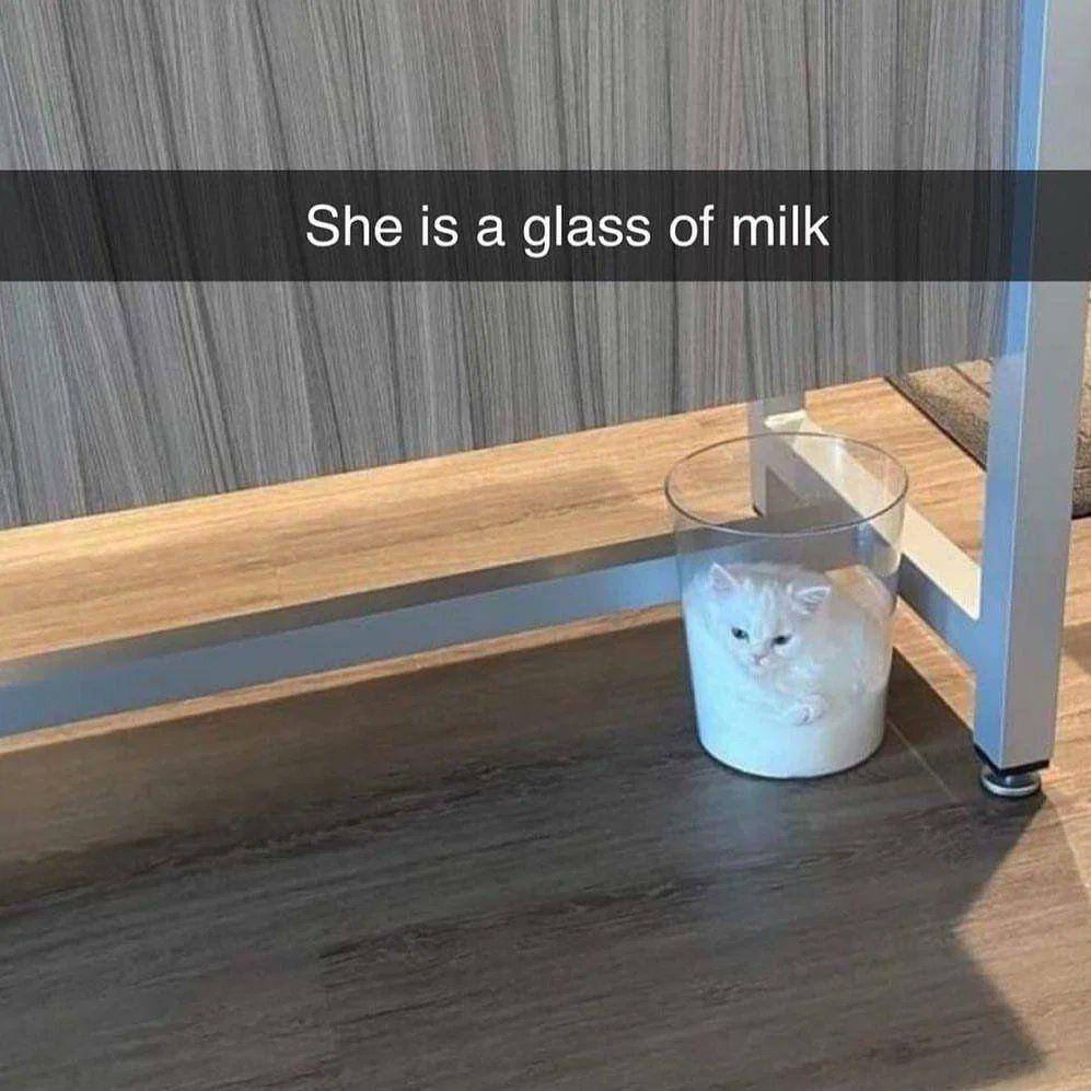 Kucing dalam wadah kaca (via twitter.com/WholesomeMeme)