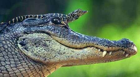 instagram/@crocodilians.daily