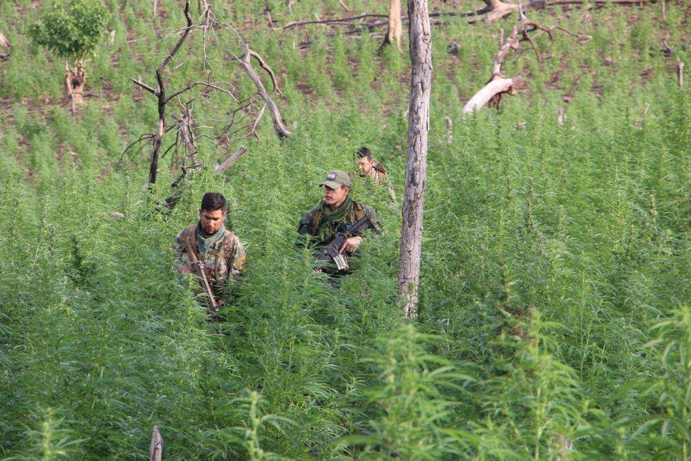 pasukan khusus anti narkoba di Paraguay saat melakukan operasi pemusnahan perkebunan ganja (twitter.com/senad_paraguay)