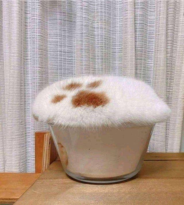 Kucing dalam wadah kaca (via reddit.com/user/RoseannePhilpot)