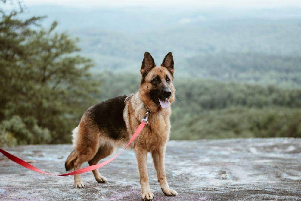 Ilustrasi anjing herder atau German shepherd  (unsplash/Katelyn MacMillan)