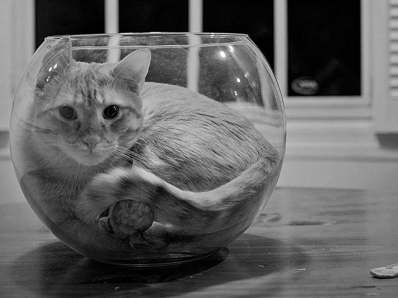 Kucing dalam wadah kaca (via reddit.com/user/EulahFeldstein)