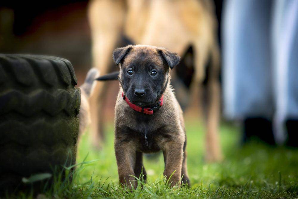 Ilustrasi anak anjing herder (pexels.com/pixabay)