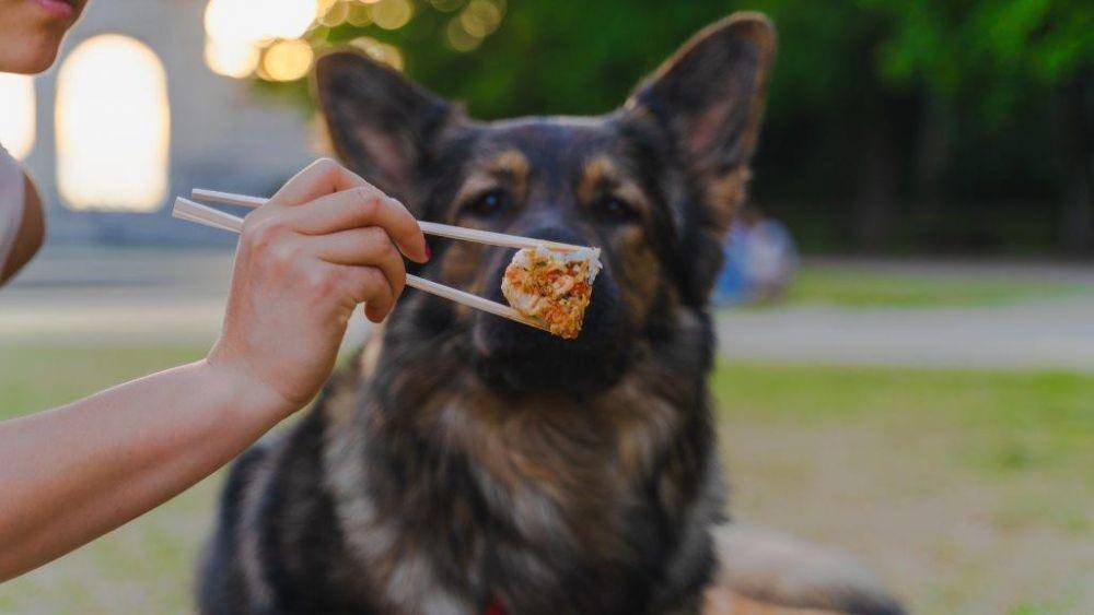 ilustrasi melatih anjing herder (pexels.com/Utopix Pictures)